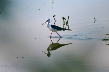 Himantopus himantopus güneşli bir yaz gününde bir gölde