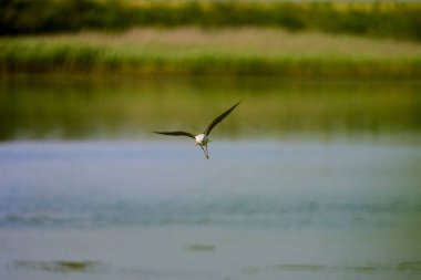 Himantopus himantopus güneşli bir yaz gününde uçuyor.