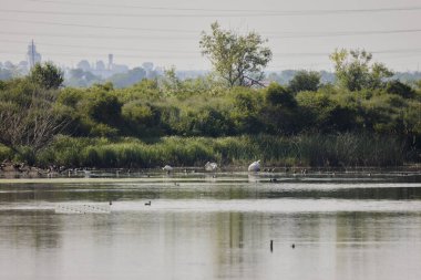 Pelikanların ve diğer kuşların olduğu bir gölün yakınındaki görüntüler