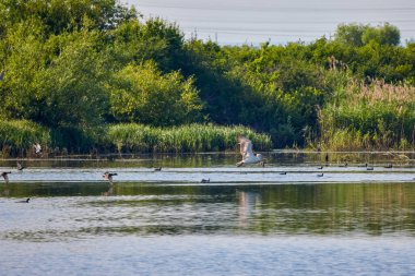 Pelikanların ve diğer kuşların olduğu bir gölün yakınındaki görüntüler