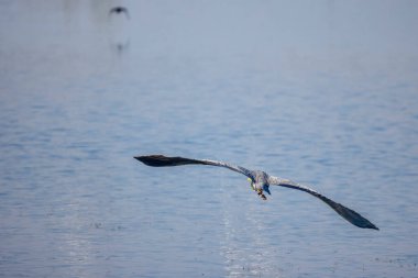 Güzel gri balıkçıl, Ardea cinerea, uçuyor