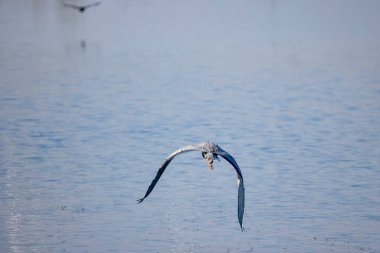 Güzel gri balıkçıl, Ardea cinerea, uçuyor