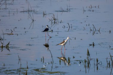 Himantopus himantopus güneşli bir yaz gününde bir gölde