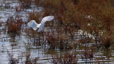 Güneşli bir günde beyaz bir balıkçıl bir göle iner. 4k