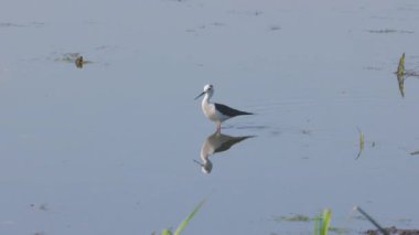 4k, Himantopus himantopus güneşli bir yaz gününde bir gölde yürüyor.