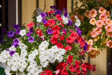 Güzel ve rengarenk çiçekler bir bahçede