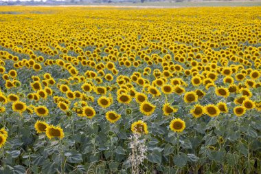 güneşli bir çiçek açan ayçiçeği tarlası