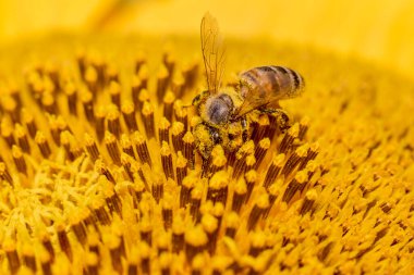 Çiçek açan ayçiçeğindeki bir arının makro fotoğrafı.