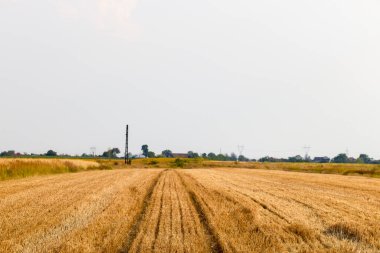 Buğday tarlası hasat edildikten sonra.