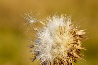 Vahşi doğada pembe devedikeni çiçekleri (bitkisel ilaç Silybum marianum, süt devedikeni, Cardus marianus, Akdeniz sütü marihuanusu). Çiçek mavisi menekşe
