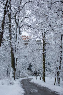 Bir yolu ve karla kaplı ağaçları olan güzel kış manzarası.