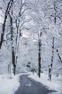 Bir yolu ve karla kaplı ağaçları olan güzel kış manzarası.