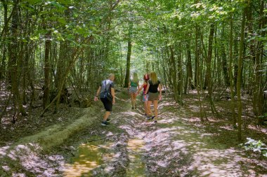 Bir grup insan ormanda yürüyüş yapıyor ve güneşli bir yaz gününde dinleniyorlar.