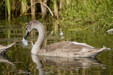 Güneşli bir günde göldeki genç kuğuların portresi