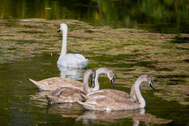 Güneşli bir günde göldeki genç kuğuların portresi