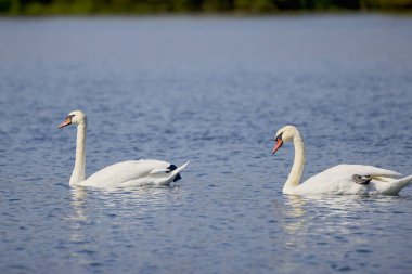 Güneşli bir günde göldeki genç kuğuların portresi