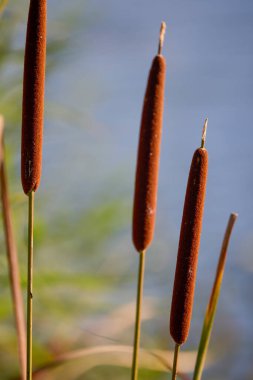Güneşli bir günde gölün kenarında bulanık sazlar