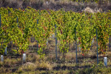 Güneşli bir günde bir tepede asma