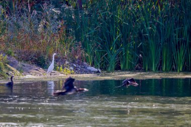 (Ardea cinerea), bir gölün kenarında durur.
