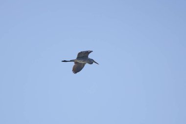 (Ardea Cinerea), güneşli bir günde bir gölün üzerinde uçuyor.