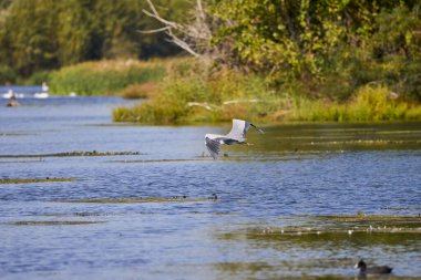 (Ardea Cinerea), güneşli bir günde bir gölün üzerinde uçuyor.