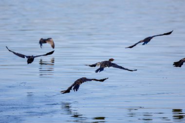 Göl üzerindeki mavi gökyüzünde uçarken karabatak.