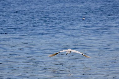 (Ardea Cinerea), güneşli bir günde bir gölün üzerinde uçuyor.