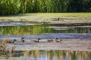 Güneşli bir sonbahar gününde, göl kenarındaki vahşi ördekler