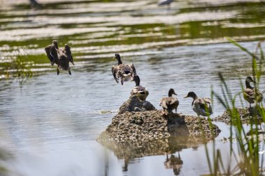 Güneşli bir sonbahar gününde, göl kenarındaki vahşi ördekler