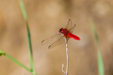 Bir bitkinin üzerindeki kırmızı bir yusufçuk güneş ışığında oturur..