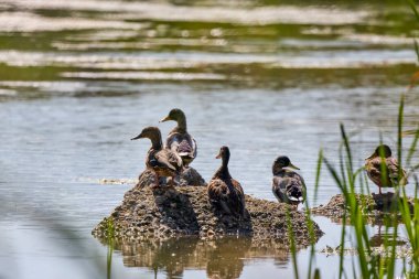 Güneşli bir sonbahar gününde, göl kenarındaki vahşi ördekler