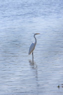 (Ardea alba) Güneşli bir günde bir gölün üzerinde duruyor
