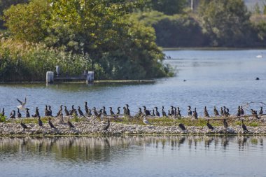 Güneşli bir günde gölde bir grup su kuşu.