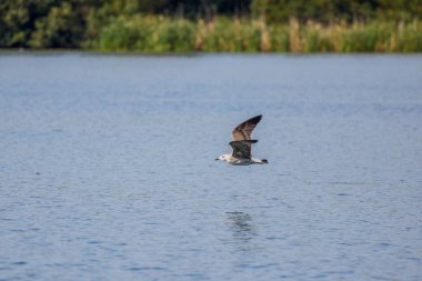 Güneşli bir günde gökyüzünde uçan bir martı.