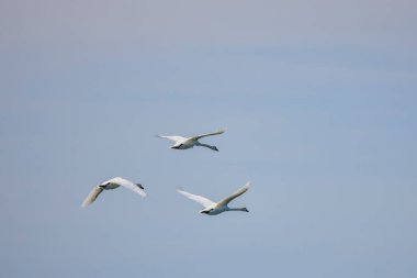 Gökyüzünde uçan bir grup kuğu.