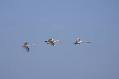 Gökyüzünde uçan bir grup kuğu.