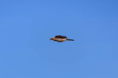 (Mavi gökyüzünde gagasında meşe palamudu ile uçuyordu.