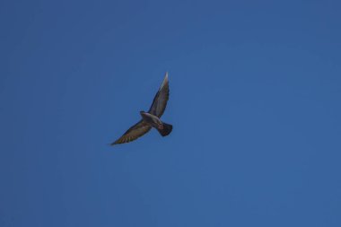 Gökyüzünde uçan açık kanatlı güzel bir güvercin.