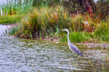 Büyük Mavi Balıkçıl, yağmurlu bir sonbahar gününde bir gölde