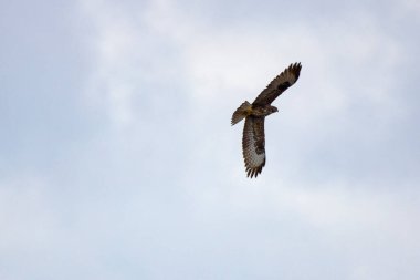 Yağmurlu bir sonbahar gününde uçan şahin.