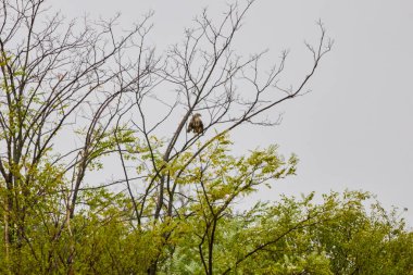 Yağmurlu bir günde bir ağacın dallarında şahin.