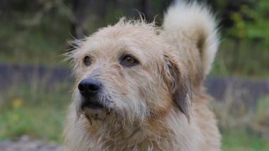a dog seen up close on a rainy autumn day