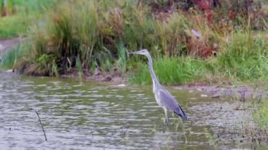 Büyük Mavi Balıkçıl, yağmurlu bir sonbahar gününde bir gölde