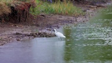 Büyük Mavi Balıkçıl, yağmurlu bir sonbahar gününde bir gölde