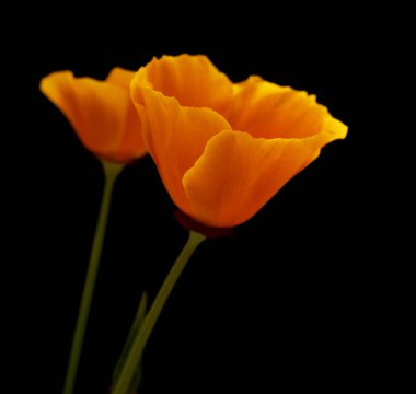 Flora of Gran Canaria -  Eschscholzia californica, the California poppy, introduced and invasive species clipart