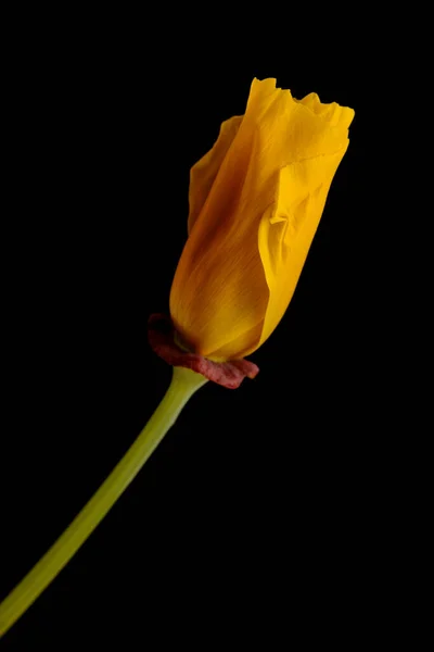 Flora Gran Canaria Eschscholzia Californica California Poppy Introduced Invasive Species — ストック写真