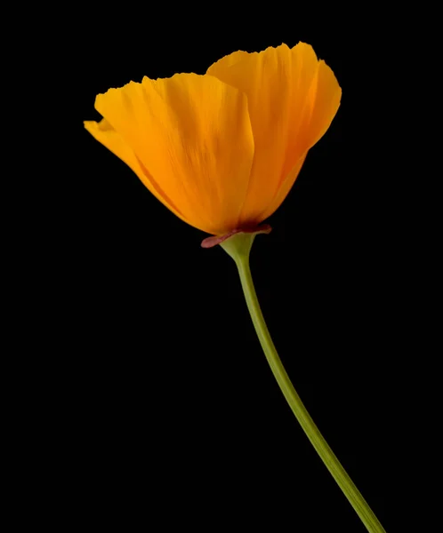 Flora Gran Canaria Eschscholzia Californica California Poppy Introduced Invasive Species — ストック写真
