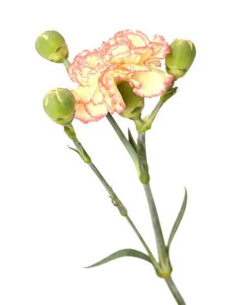 Vacker Ovanlig Grädde Och Rosa Röd Nejlika Blommor Isolerade Vanlig — Stockfoto