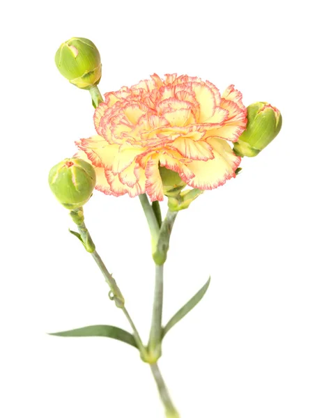Güzel Sıradışı Krema Pembe Karanfil Çiçekleri Sade Arka Planda Izole — Stok fotoğraf