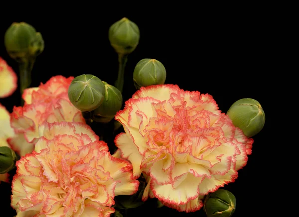 Schöne Ungewöhnliche Creme Und Rosa Rote Nelkenblüten Isoliert Auf Schlichtem — Stockfoto